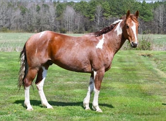 Paint Horse, Gelding, 8 years, 16 hh, Roan-Red