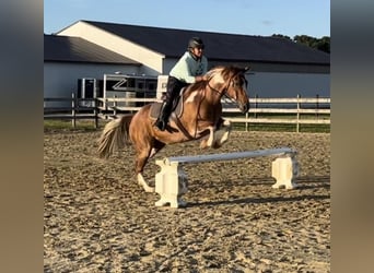 Paint Horse, Gelding, 8 years, 16 hh, Roan-Red