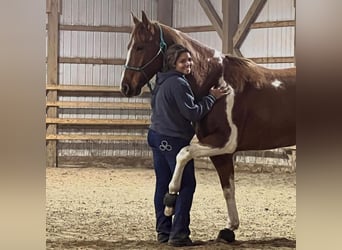 Paint Horse, Gelding, 8 years, 16 hh, Roan-Red