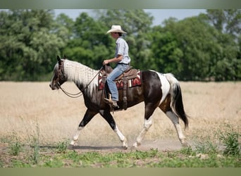 Paint Horse, Gelding, 8 years, Pinto