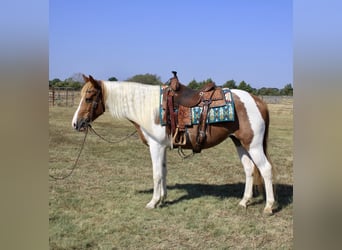 Paint Horse, Gelding, 8 years, Tobiano-all-colors