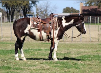 Paint Horse, Gelding, 9 years, 13,2 hh, Overo-all-colors