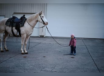 Paint Horse, Gelding, 9 years, 14.2 hh, Palomino