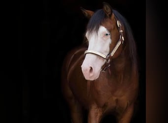 Paint Horse, Gelding, 9 years, 14.2 hh