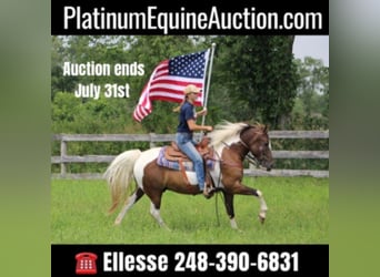 Paint Horse, Gelding, 9 years, 14,2 hh, Tobiano-all-colors