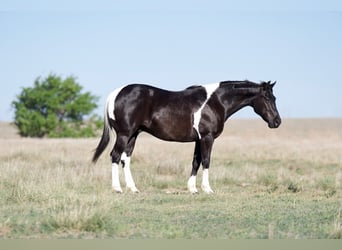 Paint Horse, Gelding, 9 years, 14.3 hh, Black