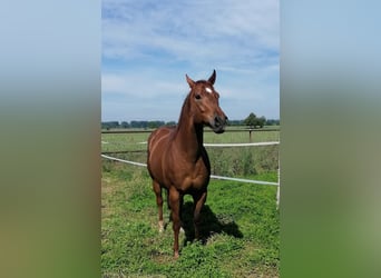 Paint Horse, Wallach, 9 Jahre, 14,3 hh, Fuchs