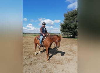 Paint Horse, Gelding, 9 years, 14,3 hh, Chestnut-Red