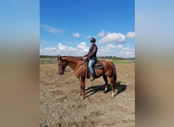 Paint Horse, Wallach, 9 Jahre, 14,3 hh, Fuchs