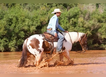 Paint Horse, Gelding, 9 years, 14.3 hh, Pinto