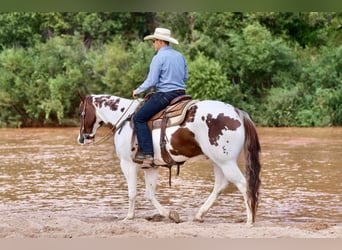 Paint Horse, Gelding, 9 years, 14.3 hh, Pinto