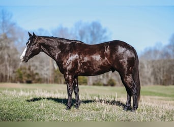 Paint Horse, Gelding, 9 years, 15.1 hh, Black