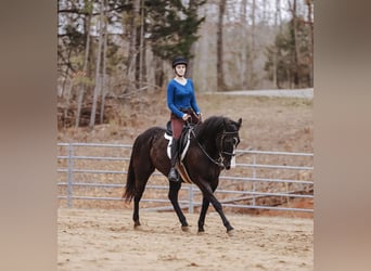 Paint Horse, Gelding, 9 years, 15.1 hh, Black