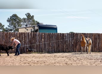 Paint Horse, Gelding, 9 years, 15 hh, Bay