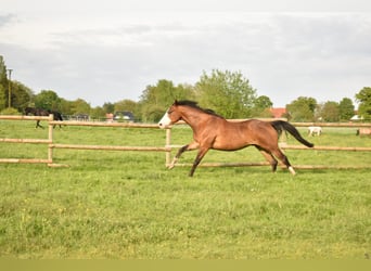 Paint Horse, Gelding, 9 years, 15 hh, Brown