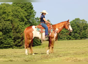 Paint Horse, Gelding, 9 years, 15,1 hh