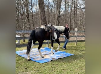 Paint Horse, Gelding, 9 years, 16 hh, Black