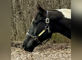 Paint Horse, Gelding, 9 years, 16 hh, Black