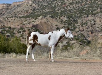 Paint Horse, Gelding, 9 years, 16 hh, Chestnut