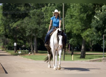 Paint Horse, Gelding, 9 years, 16 hh, Tobiano-all-colors