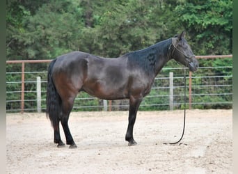 Paint Horse, Gelding, 9 years, Black