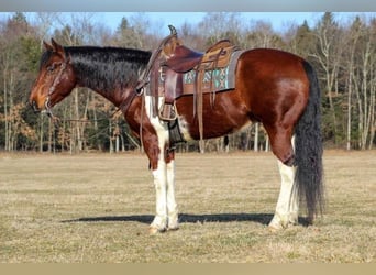 Paint Horse, Gelding, 9 years