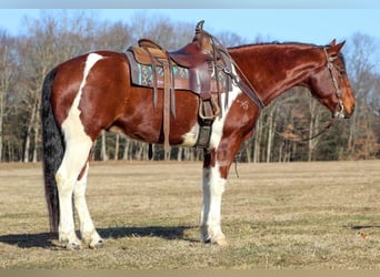 Paint Horse, Gelding, 9 years