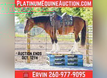 Paint Horse, Gelding, 9 years, Tobiano-all-colors