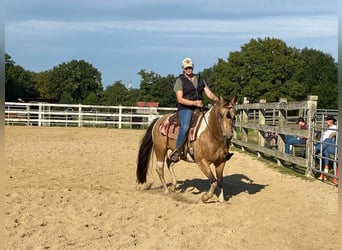 Paint Horse, Giumenta, 10 Anni, 148 cm, Pelle di daino