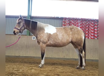 Paint Horse, Giumenta, 10 Anni, 148 cm, Pelle di daino