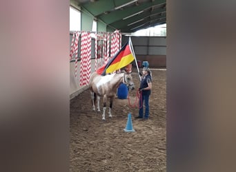 Paint Horse, Giumenta, 10 Anni, 148 cm, Pelle di daino