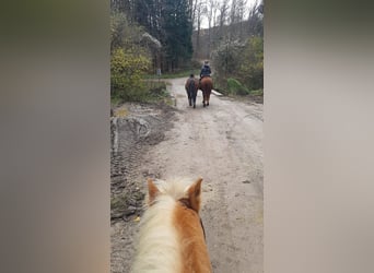 Paint Horse, Giumenta, 10 Anni, 150 cm, Overo-tutti i colori