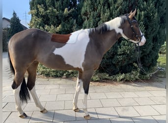 Paint Horse, Giumenta, 10 Anni, 160 cm, Tobiano-tutti i colori