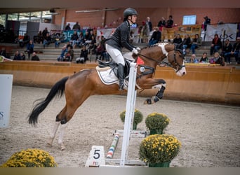 Paint Horse, Giumenta, 10 Anni, 160 cm, Tobiano-tutti i colori