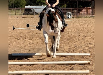 Paint Horse, Giumenta, 10 Anni, 163 cm, Pezzato