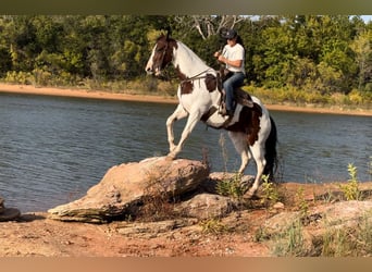 Paint Horse, Giumenta, 10 Anni, 163 cm, Pezzato