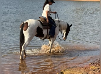 Paint Horse, Giumenta, 10 Anni, 163 cm, Pezzato