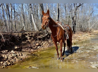 Paint Horse, Giumenta, 11 Anni, 142 cm, Sauro ciliegia