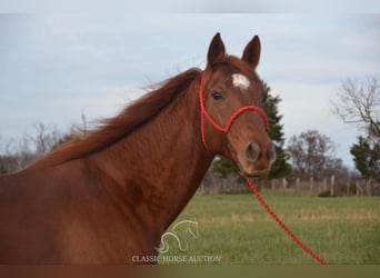 Paint Horse, Giumenta, 11 Anni, 142 cm, Sauro ciliegia