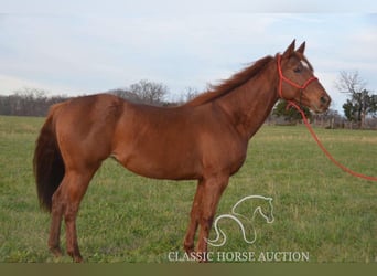 Paint Horse, Giumenta, 11 Anni, 142 cm, Sauro ciliegia