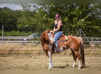 Paint Horse, Giumenta, 11 Anni, 145 cm, Overo-tutti i colori