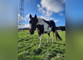 Paint Horse, Giumenta, 11 Anni, 150 cm, Tobiano-tutti i colori