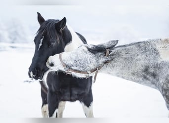 Paint Horse, Giumenta, 11 Anni, 150 cm, Tobiano-tutti i colori