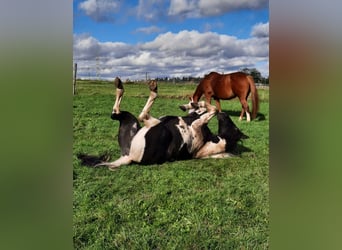 Paint Horse, Giumenta, 11 Anni, 150 cm, Tobiano-tutti i colori