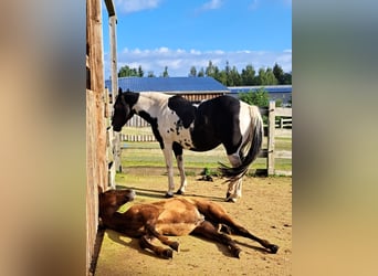 Paint Horse, Giumenta, 11 Anni, 150 cm, Tobiano-tutti i colori