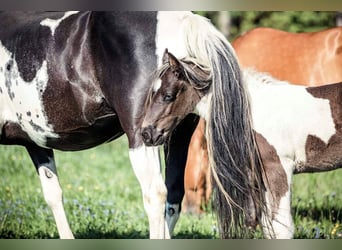 Paint Horse, Giumenta, 11 Anni, 150 cm, Tobiano-tutti i colori