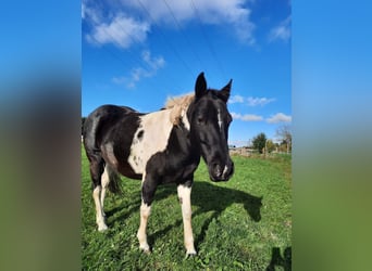 Paint Horse, Giumenta, 11 Anni, 150 cm, Tobiano-tutti i colori