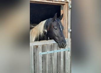 Paint Horse, Giumenta, 11 Anni, 150 cm, Tobiano-tutti i colori