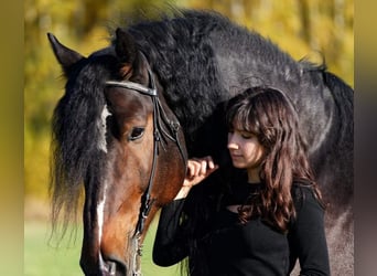 Paint Horse, Giumenta, 11 Anni, 152 cm, Baio