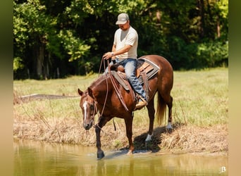 Paint Horse, Giumenta, 11 Anni, 152 cm, Sauro ciliegia